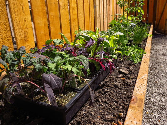 How Sustainable Gardening Can Transform Your Outdoor Space