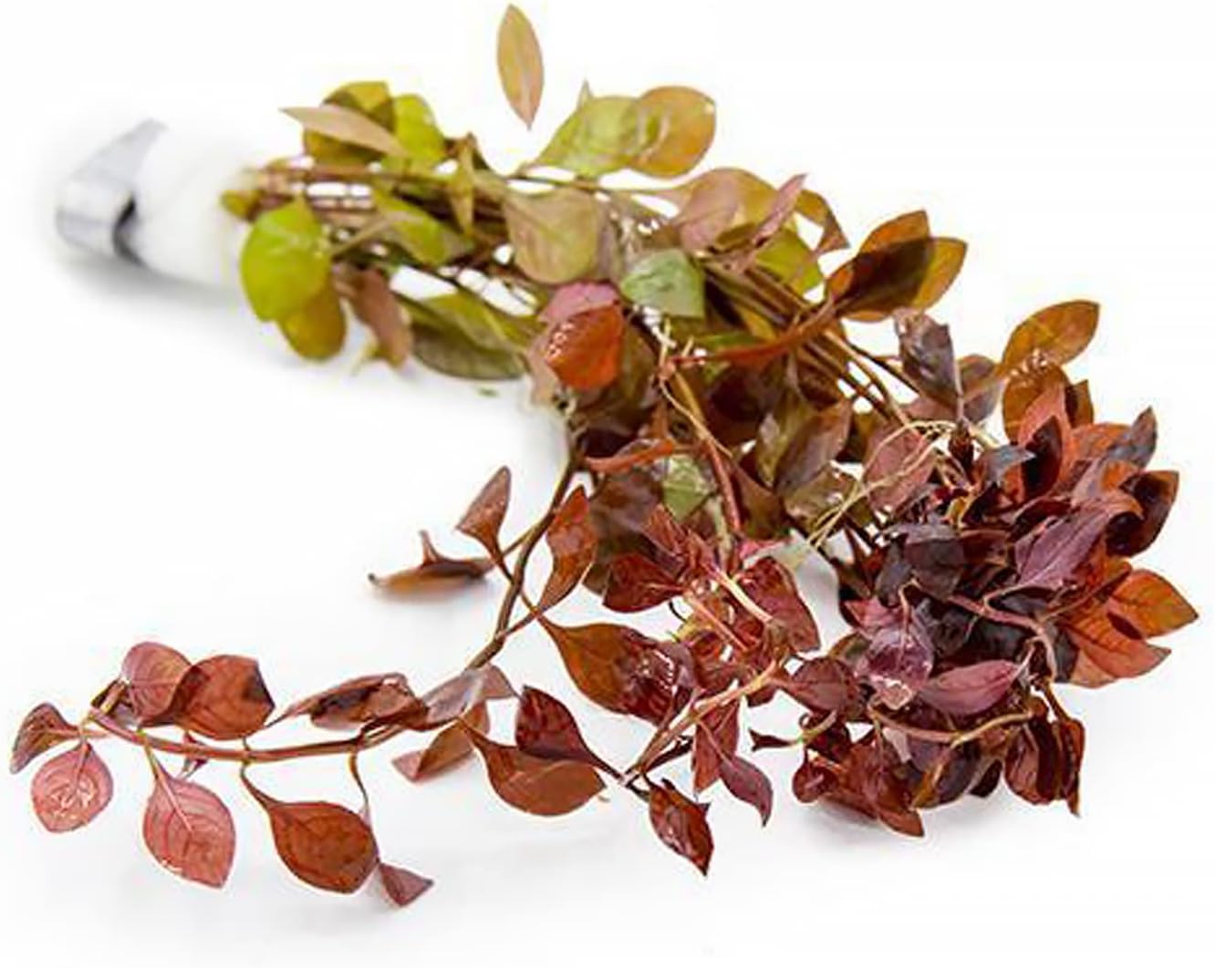 Mini Bolbitis Baby Leaf - Live Aquarium Plant for Fish Tank Decorations (1 Pot)