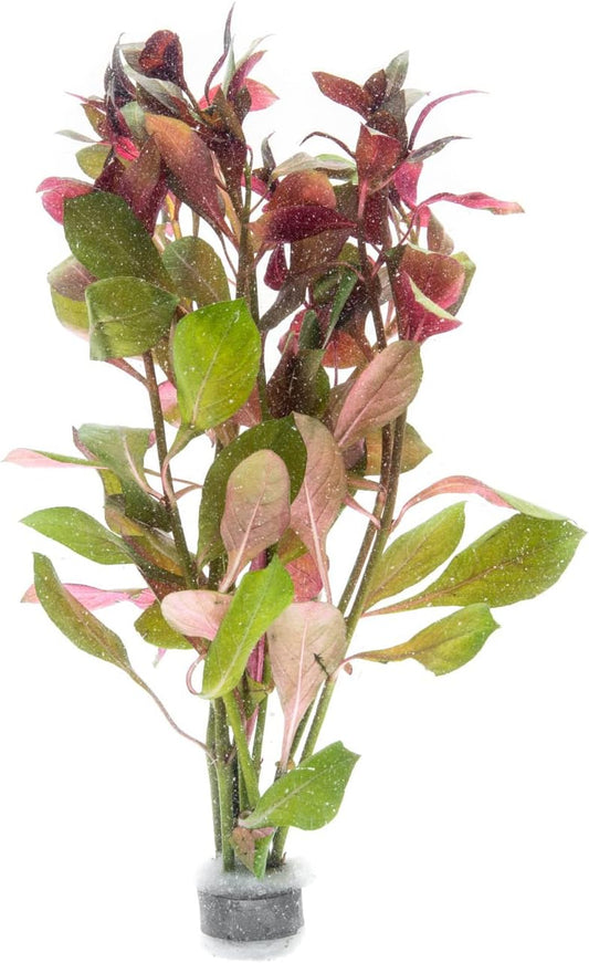 Live Aquarium Stem Plants - Freshwater Aquatic Plant for Fish Tanks, Aquascaping - (Limnophila Belem, 4 Bunches)