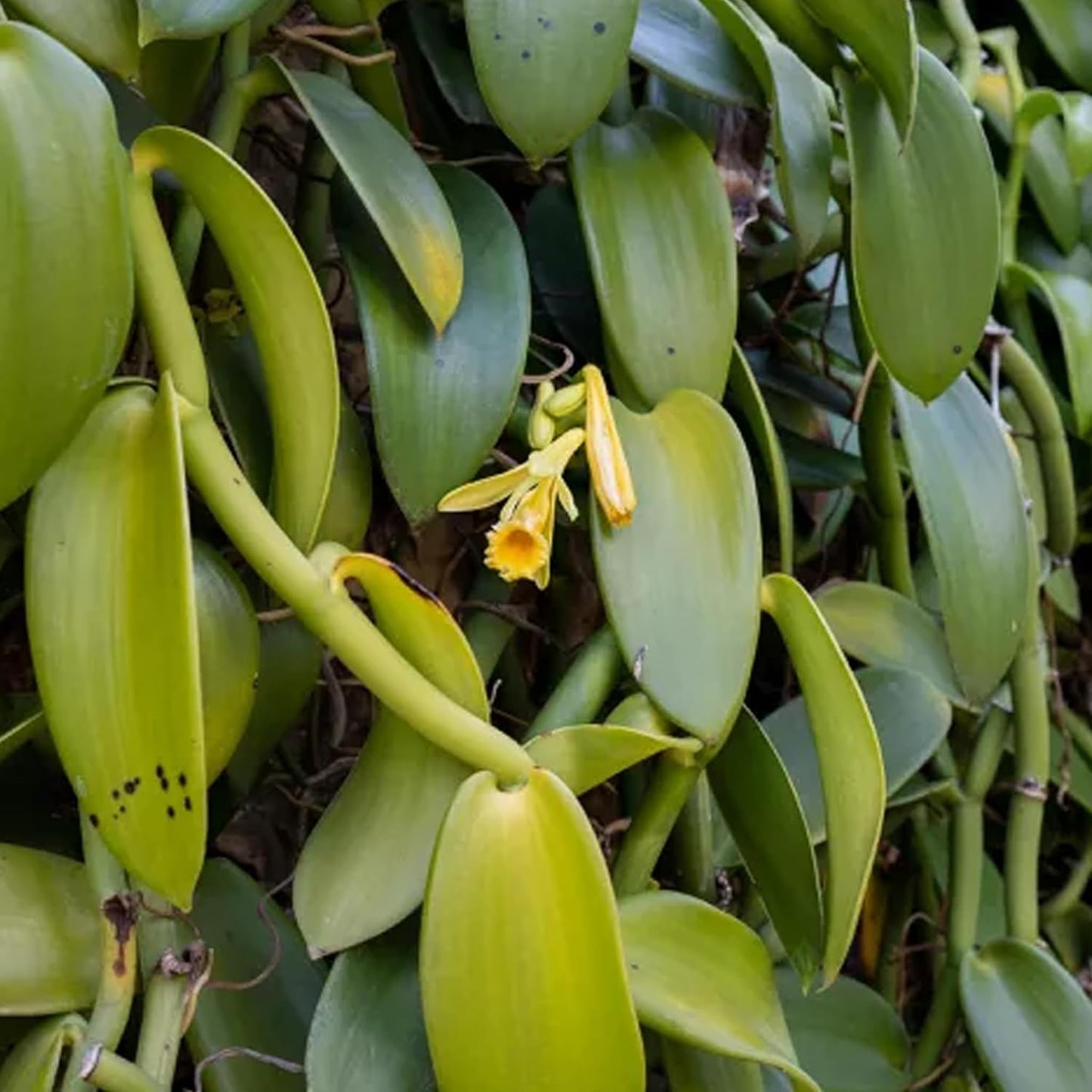 Vanilla Bean Plant - 3 Live Starter Plants - Vanilla Planifolia - Exotic Vining Orchid for Home and Tropical Garden