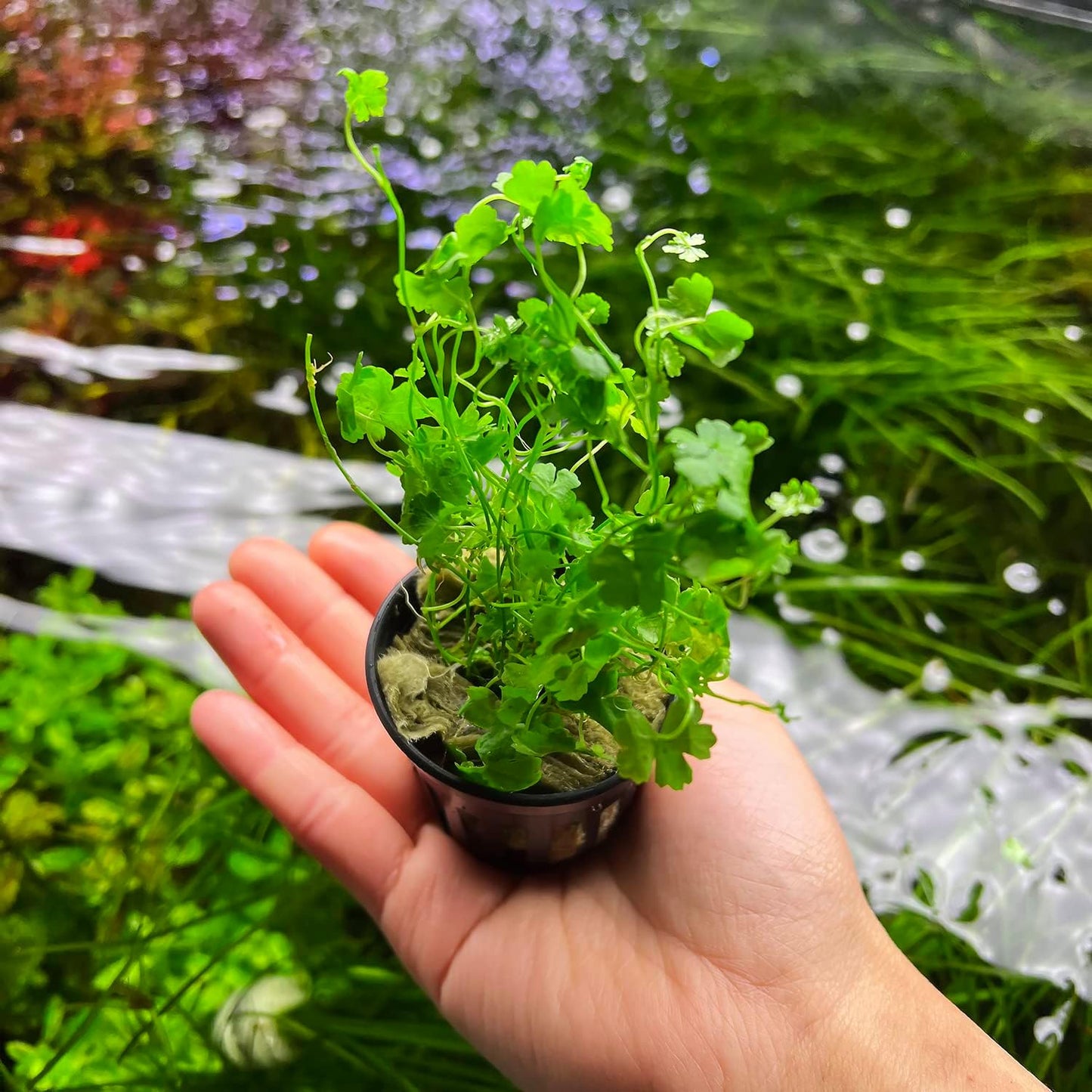 Live Aquarium Stem Plants - Freshwater Aquatic Plant for Fish Tanks, Aquascaping - (Cyperus Helferi, 4 Bunches)