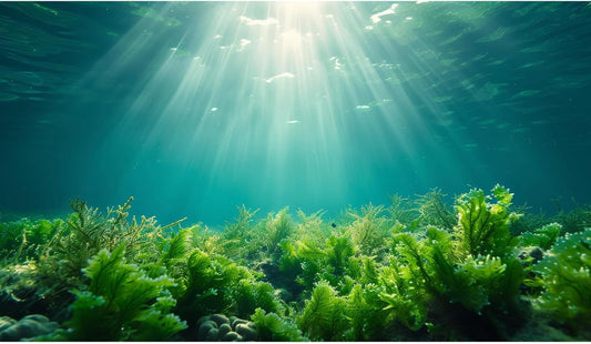 Deep Ocean Fish Tank Background Under The Sea Aquatic Plants Aquarium Background Underwater Corals Sunray Terrarium Backgrounds Tropical Fish Ocean World Aquarium Backgrounds Decorations 24x16in