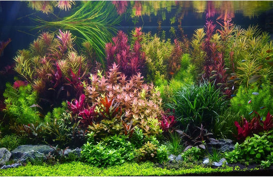 Aquarium Background Various Vivid Fresh Underwater Aquatic Plant Fish Tank Aquarium Backdrop Stone River Bed and Lake Fish Terrarium Background Decor Vinyl 48x24in