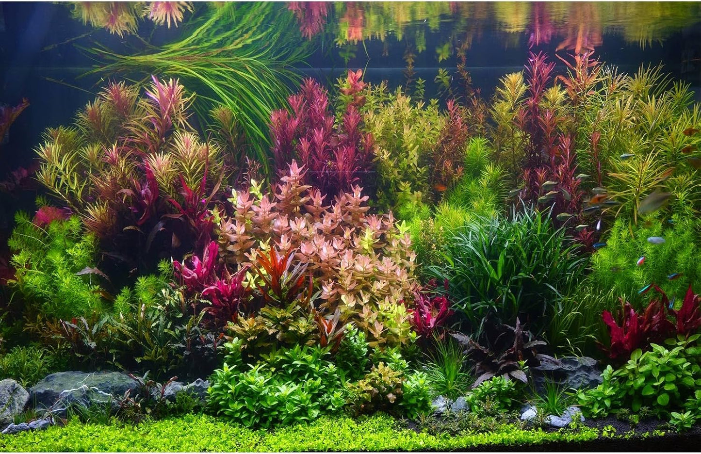 Aquarium Background Various Vivid Fresh Underwater Aquatic Plant Fish Tank Aquarium Backdrop Stone River Bed and Lake Fish Terrarium Background Decor Vinyl 48x20in