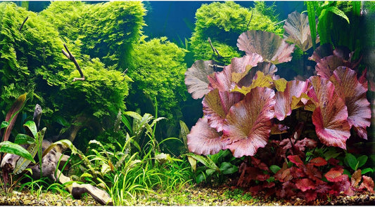 Fish Tank Background Underwater Grass Leaves Pebble Aquarium Background Vivid Fresh Green Aquatic Plant Terrarium Background Stone River Bed Dead Wood Purple Leaves Tank Background 48x24in