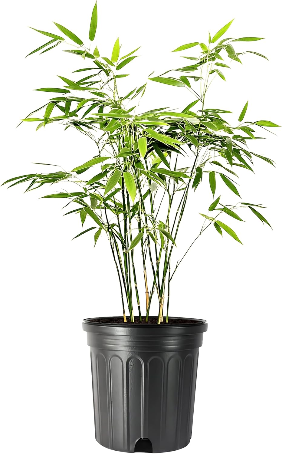 Bamboo Fernleaf | 1 Large Gallon Size Plant | Bambusa multiplex | Clumping Bamboo Privacy Screen | Fast Growing Hedge Windbreak Gardens Walkways Borders Decorative Accent Garden Feature Zone