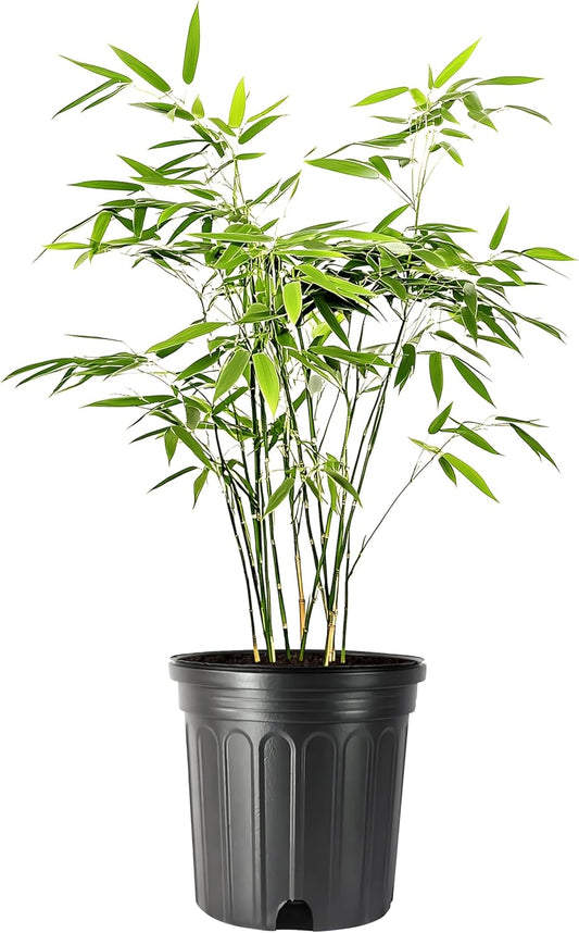 Bamboo Fernleaf | 5 Large Gallon Size Plant | Bambusa multiplex | Clumping Bamboo Privacy Screen | Fast Growing Hedge Windbreak Gardens Walkways Borders Decorative Accent Garden Feature Zone