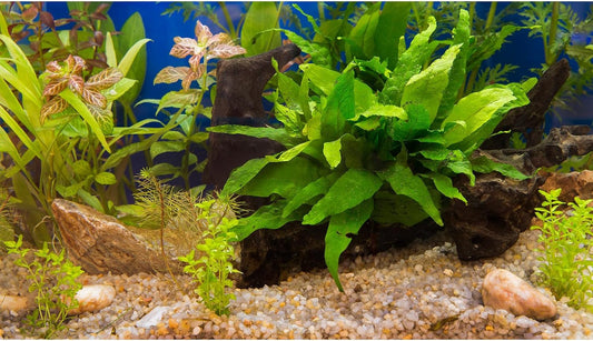 Aquarium Backdrop Underwater Grass Leaves Pebble Aquarium Background Vivid and Fresh Green Aquatic Plant Stone River Bed Fish Dead Wood Leaves Tank Background Decors Vinyl 36x20in