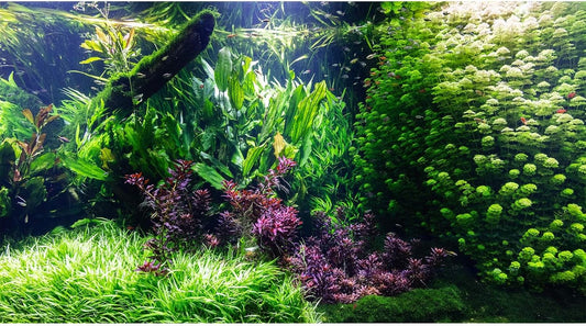 Aquarium Background Various Underwater Grass Plants Aquarium Backdrop Vivid and Fresh Green Aquatic Plants Stone River Bed and Dead Wood Tank Background Vinyl 24x16in