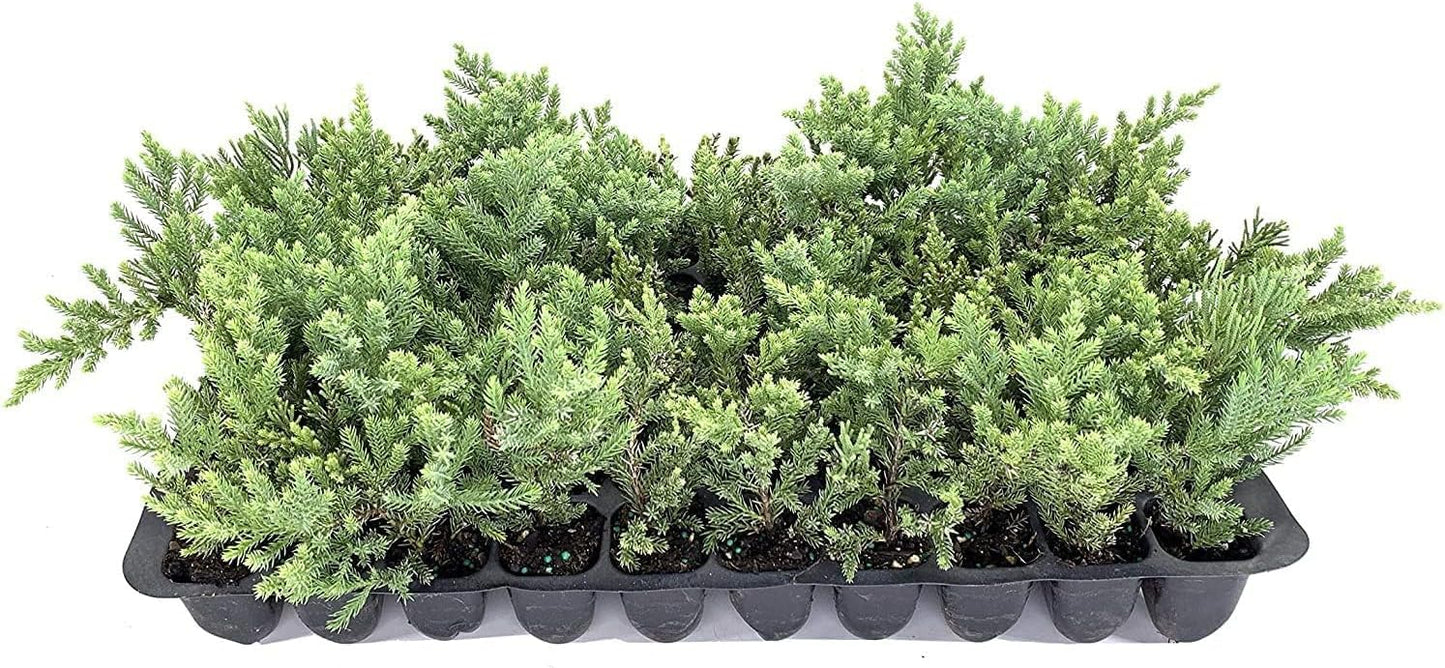 San Jose Juniper | 3 Live Plants | Juniperus Chinensis | Bonsai Drought Tolerant Cold Hardy Evergreen Groundcover