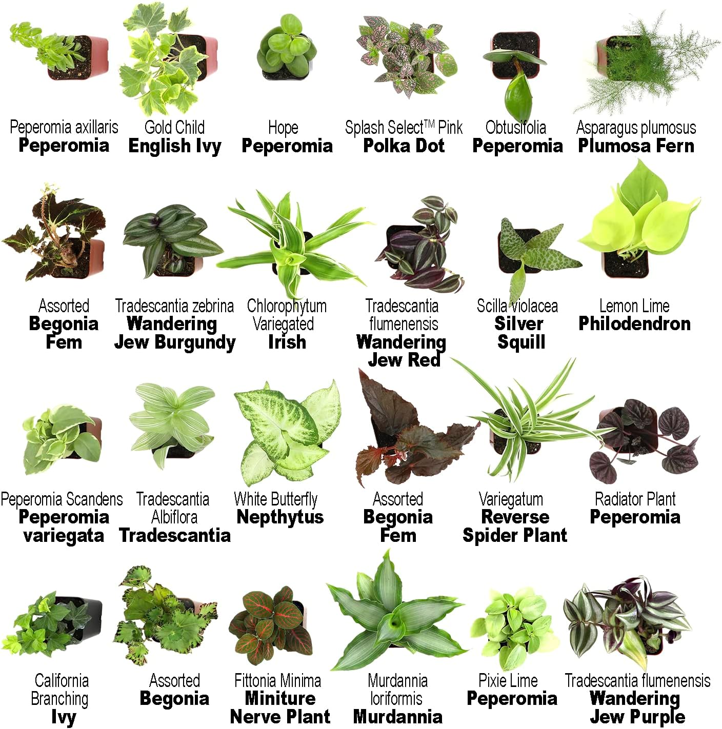 Altman Plants Live Houseplants (12PK), Indoor Plants for Delivery Prime, Live Plants and Gardening Gifts for Plant Lovers, Planters for Indoor Plants with Potting Soil, Live House Plants Indoors Live