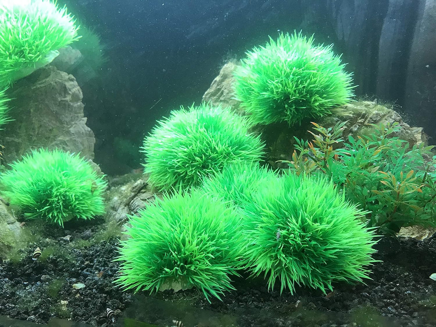 BEGONDIS 4Pcs Aquarium Decorations Fish Tank Artificial Green Water Plants Made of Soft Plastic